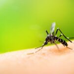 Dengu Fever Vaccine in London