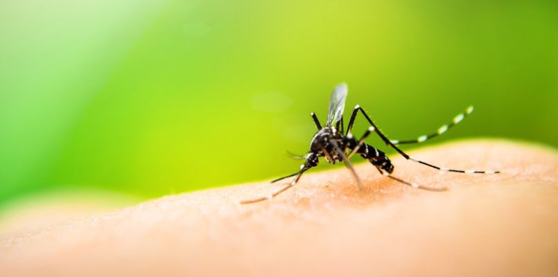 Dengu Fever Vaccine in London